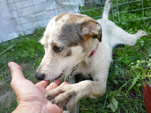 LEONA, Hund, Mischlingshund in Rumänien - Bild 2