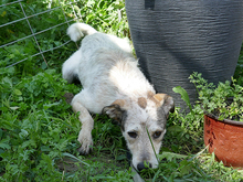 LEONA, Hund, Mischlingshund in Rumänien - Bild 3