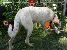 LEONA, Hund, Mischlingshund in Rumänien - Bild 4