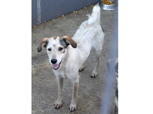 LEONA, Hund, Mischlingshund in Rumänien - Bild 5