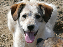 LEONA, Hund, Mischlingshund in Rumänien - Bild 8