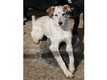 LEONA, Hund, Mischlingshund in Rumänien - Bild 9