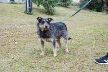 RENIA, Hund, Mischlingshund in Polen - Bild 1