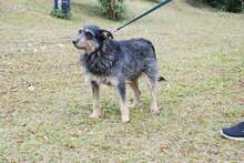 RENIA, Hund, Mischlingshund in Polen - Bild 4