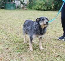 RENIA, Hund, Mischlingshund in Polen - Bild 5