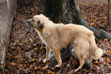 RICCY, Hund, Mischlingshund in Kroatien - Bild 1