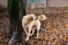 RICCY, Hund, Mischlingshund in Kroatien - Bild 2