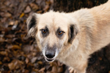 RICCY, Hund, Mischlingshund in Kroatien - Bild 3