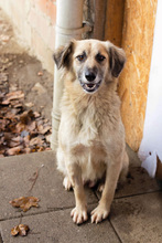 RICCY, Hund, Mischlingshund in Kroatien - Bild 4