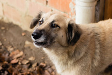RICCY, Hund, Mischlingshund in Kroatien - Bild 6