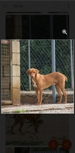 SONNY, Hund, Podenco-Mix in Spanien - Bild 5