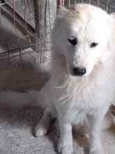SITKA, Hund, Mischlingshund in Rumänien - Bild 4