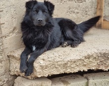 FINLAY, Hund, Mischlingshund in Kroatien
