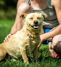 GIACCO, Hund, Mischlingshund in Ungarn - Bild 1