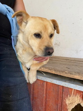 GIACCO, Hund, Mischlingshund in Ungarn - Bild 11