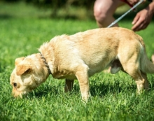 GIACCO, Hund, Mischlingshund in Ungarn - Bild 2