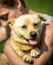 GIACCO, Hund, Mischlingshund in Ungarn - Bild 3