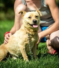GIACCO, Hund, Mischlingshund in Ungarn - Bild 4
