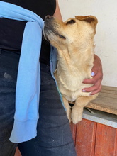 GIACCO, Hund, Mischlingshund in Ungarn - Bild 8