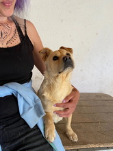 GIACCO, Hund, Mischlingshund in Ungarn - Bild 9