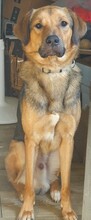STEVE, Hund, Mischlingshund in Kirchhundem - Bild 1