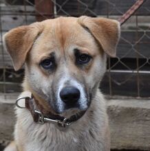 RAFFI, Hund, Mischlingshund in Ungarn - Bild 1