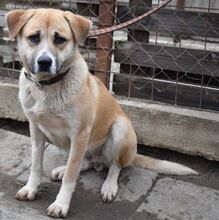 RAFFI, Hund, Mischlingshund in Ungarn - Bild 3