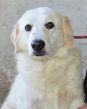 CALPURNIA, Hund, Mischlingshund in Italien - Bild 1