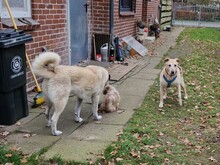 ELIMENA, Hund, Labrador-Mix in Wulfsmoor - Bild 4