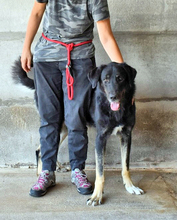 GUELFO, Hund, Mischlingshund in Italien - Bild 3