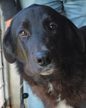 GUISCARDO, Hund, Mischlingshund in Italien - Bild 1