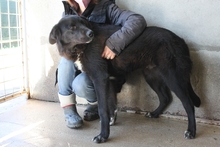 GUISCARDO, Hund, Mischlingshund in Italien - Bild 3