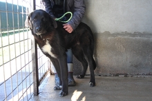 GUISCARDO, Hund, Mischlingshund in Italien - Bild 4