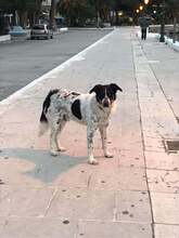 FREDDY, Hund, Mischlingshund in Griechenland - Bild 3