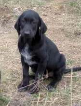 ELECTRA, Hund, Mischlingshund in Griechenland - Bild 1