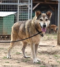 GECKO, Hund, Mischlingshund in Rumänien - Bild 2