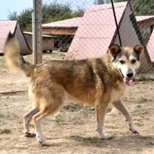 GECKO, Hund, Mischlingshund in Rumänien - Bild 3