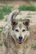 GECKO, Hund, Mischlingshund in Rumänien - Bild 4