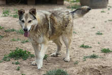 GECKO, Hund, Mischlingshund in Rumänien - Bild 5