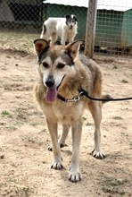 GECKO, Hund, Mischlingshund in Rumänien - Bild 7