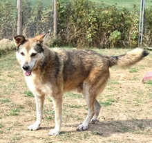 GECKO, Hund, Mischlingshund in Hannover - Bild 6