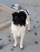 PANCHO, Hund, Mischlingshund in Spanien - Bild 2