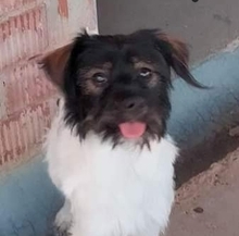 PANCHO, Hund, Mischlingshund in Spanien - Bild 5