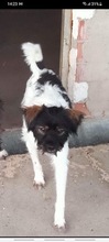 PANCHO, Hund, Mischlingshund in Spanien - Bild 6
