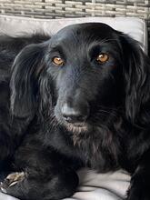 RUMBA, Hund, Mischlingshund in Billigheim-Ingenheim - Bild 1