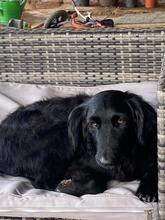 RUMBA, Hund, Mischlingshund in Billigheim-Ingenheim - Bild 12