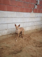 BRICIA, Hund, Podenco in Spanien - Bild 7