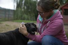 LIZA, Hund, Mischlingshund in Ungarn - Bild 4