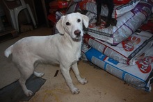 LUJZA, Hund, Mischlingshund in Ungarn - Bild 2