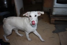 LUJZA, Hund, Mischlingshund in Ungarn - Bild 3